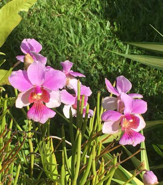 Rare Vanda Miss joaquim Douglas orchid plant Free USA ship Collector orchid